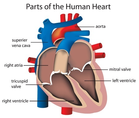 Anatomy of the heart. Heart valves