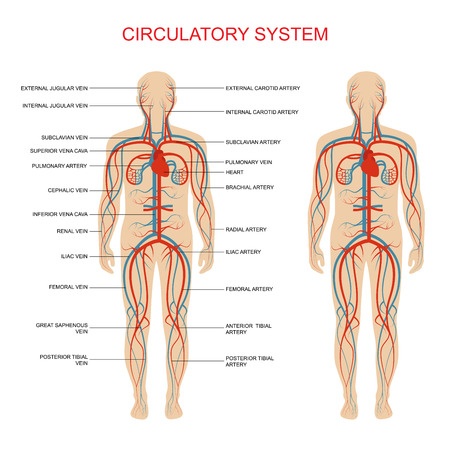 Circulatory system