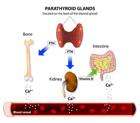 Hormonal regulation of calcium