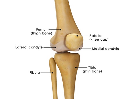 Knee joint