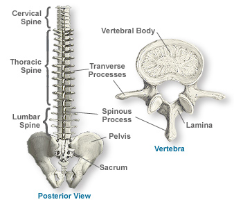 Surgery of the spine and spinal cord