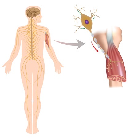 Motor neurons control muscle contraction